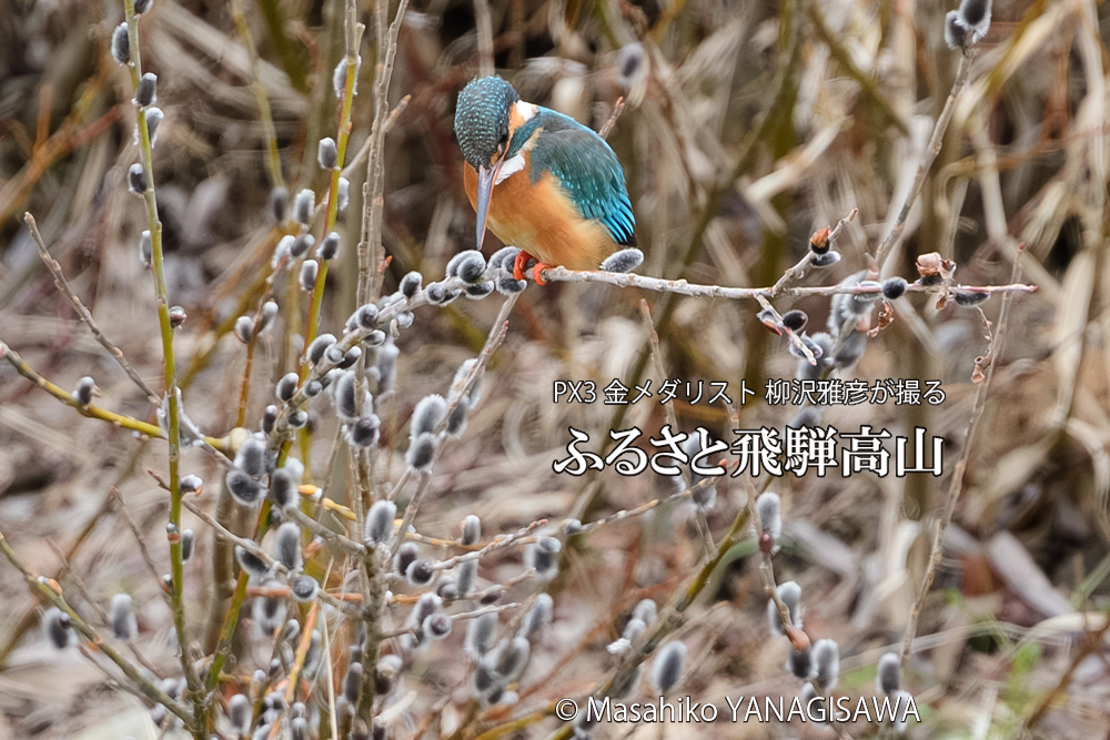 飛騨高山に棲むカワセミの写真です。