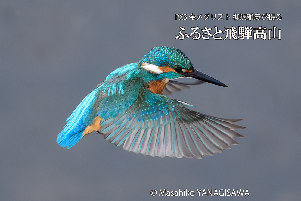 飛騨高山に棲むカワセミの写真です。