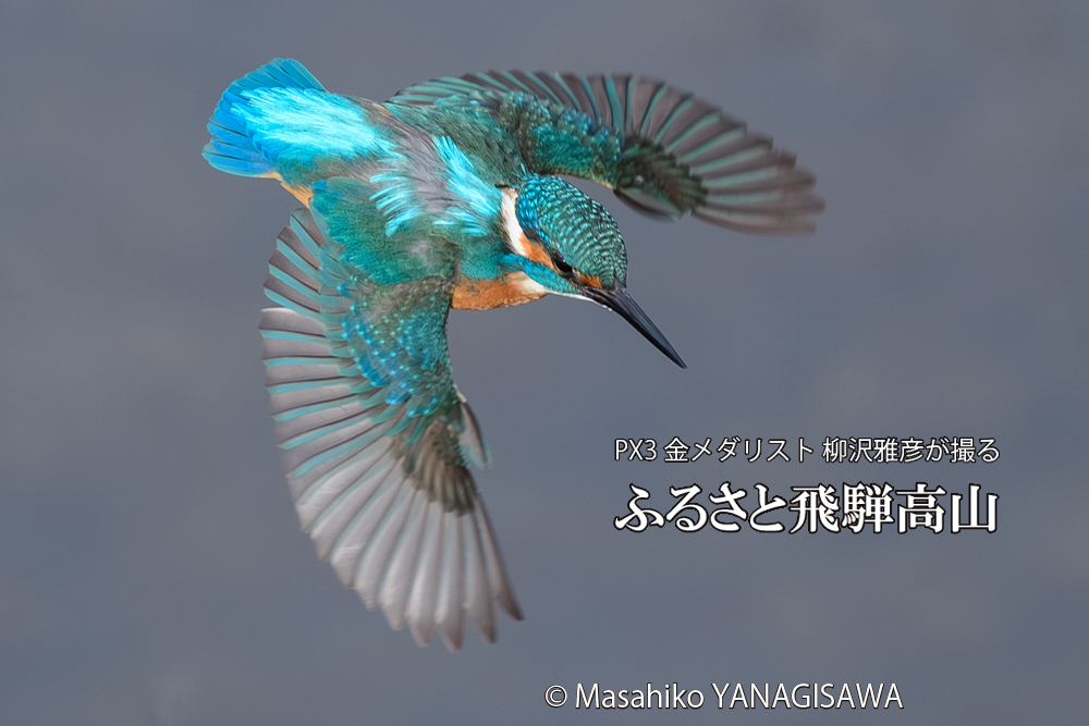 飛騨高山に棲むカワセミの写真です。