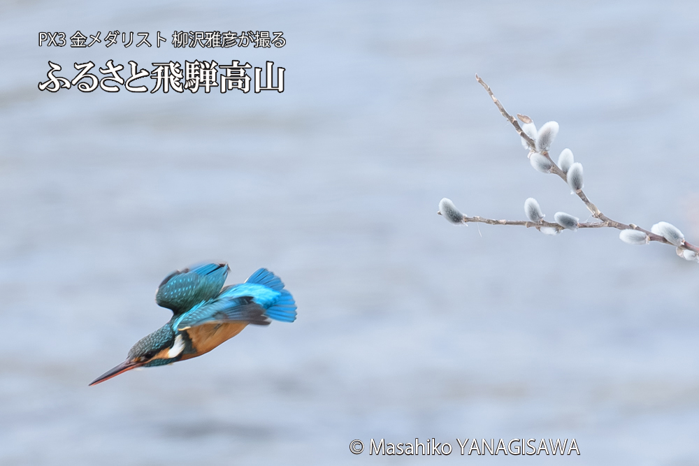 飛騨高山に棲むカワセミの写真です。