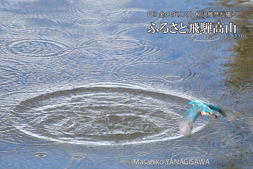 飛騨高山に棲むカワセミの写真です。