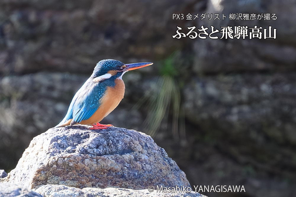 飛騨高山に棲むカワセミの写真です。