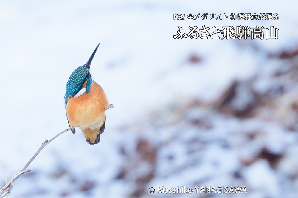 飛騨高山に棲むカワセミの写真です。