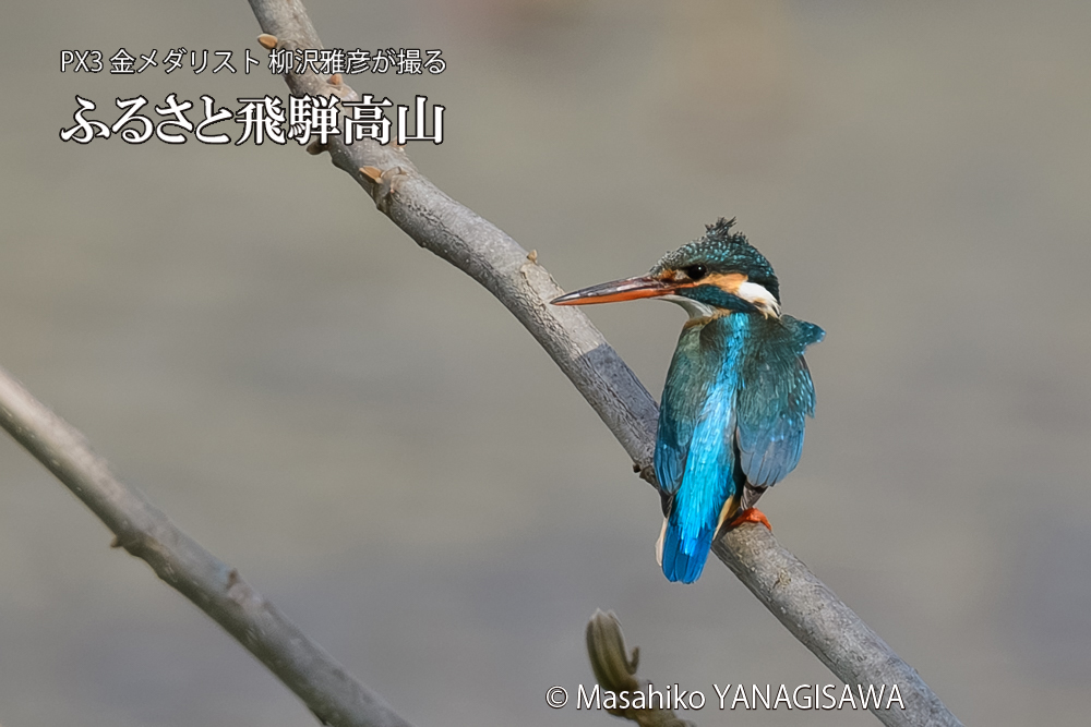 飛騨高山に棲むカワセミの写真です。