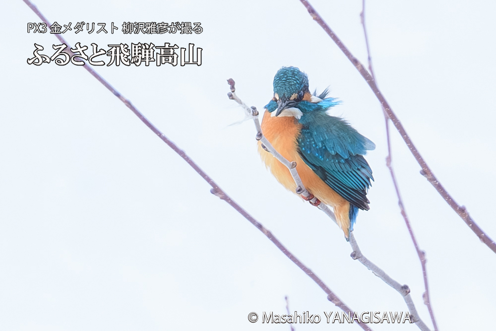 飛騨高山に棲むカワセミの写真です。