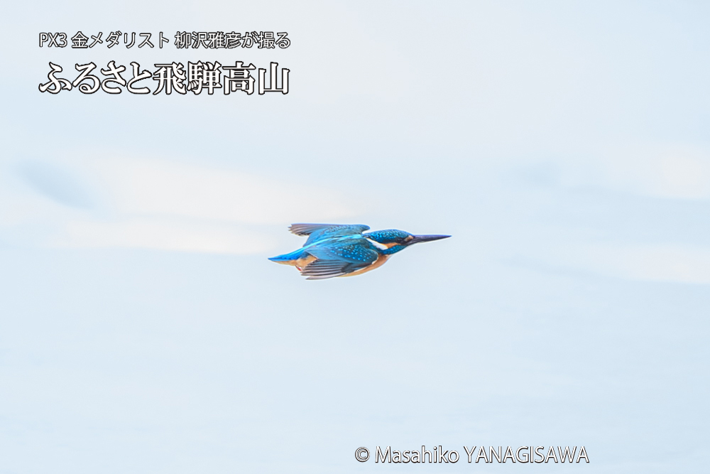 飛騨高山に棲むカワセミの写真です。