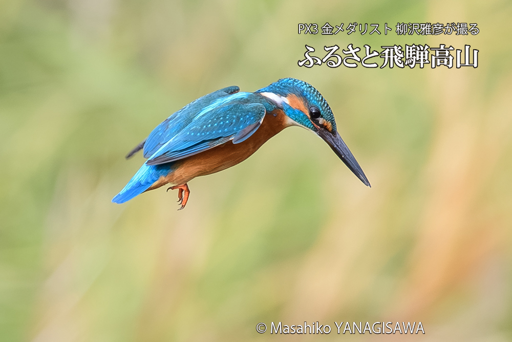 飛騨高山に棲むカワセミの写真です。