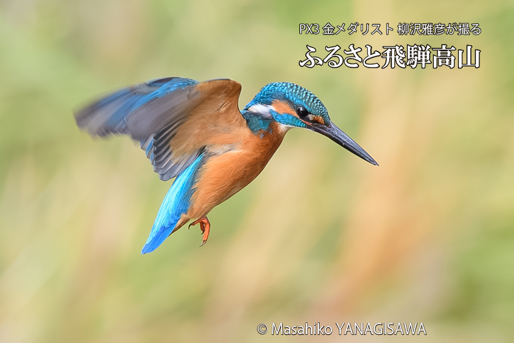 飛騨高山に棲むカワセミの写真です。