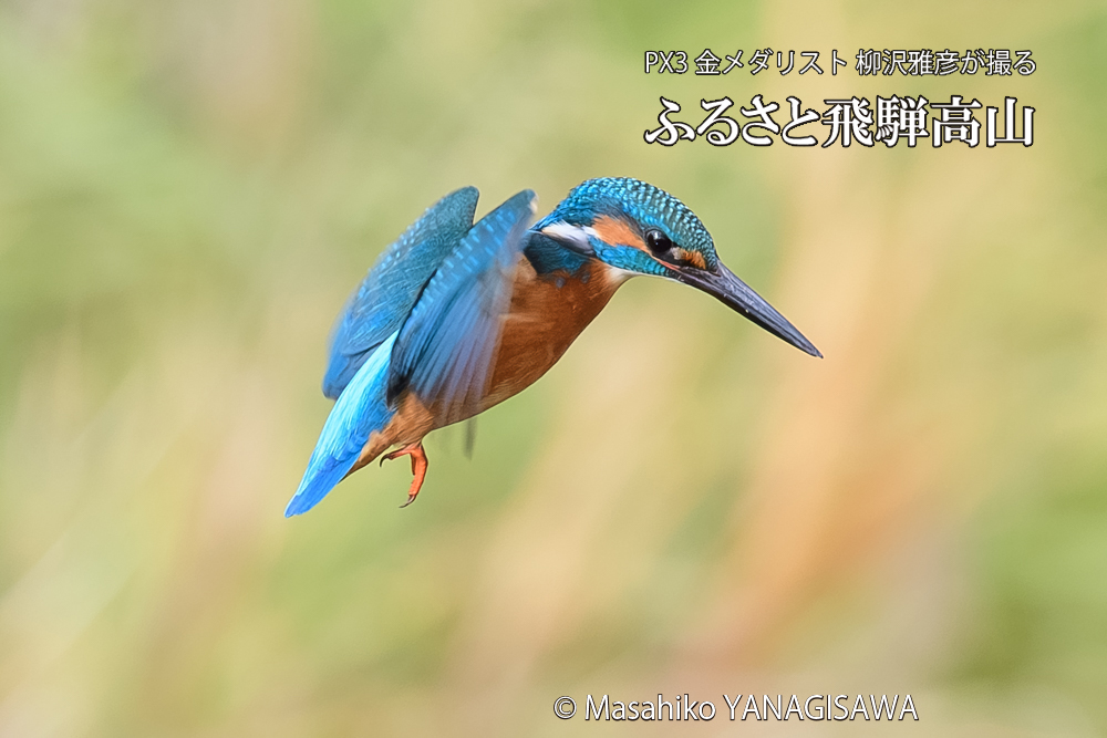 飛騨高山に棲むカワセミの写真です。