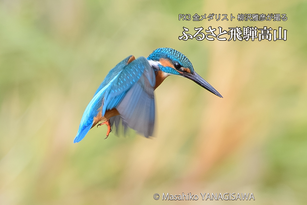 飛騨高山に棲むカワセミの写真です。