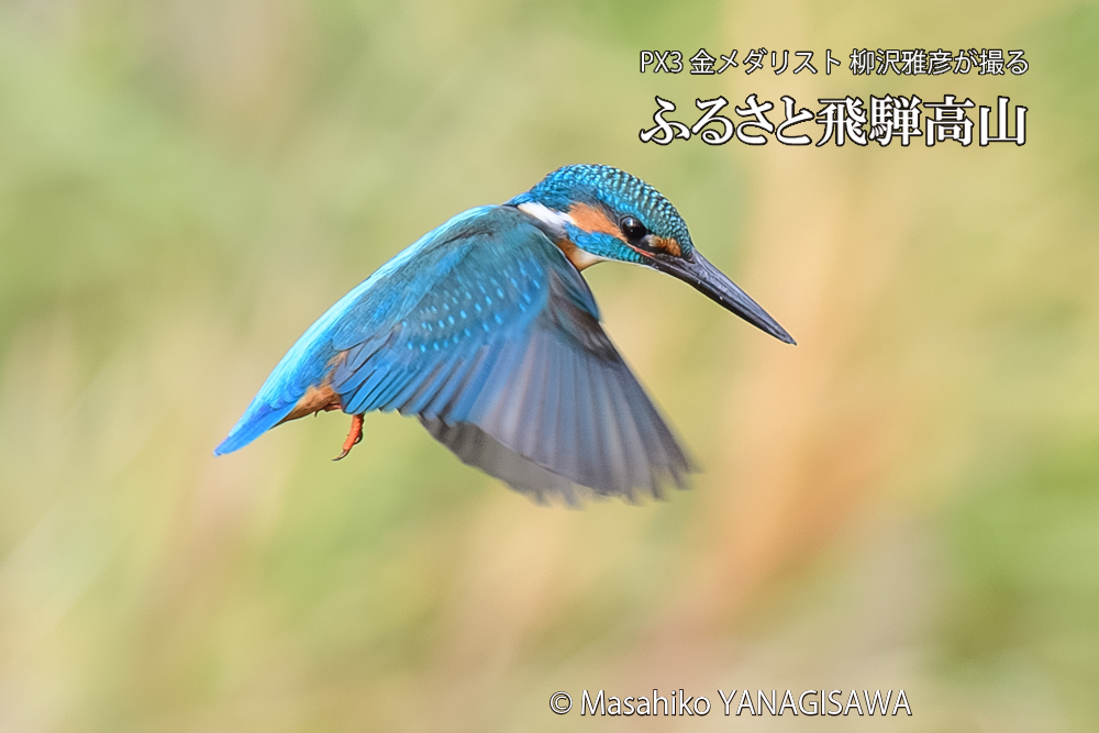 飛騨高山に棲むカワセミの写真です。