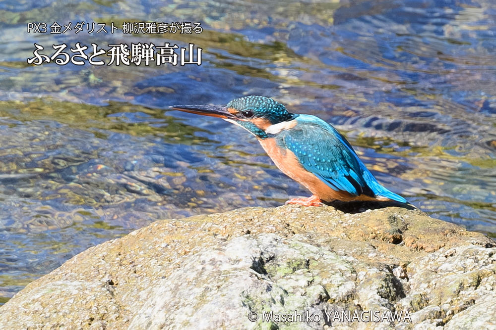 飛騨高山に棲むカワセミの写真です。