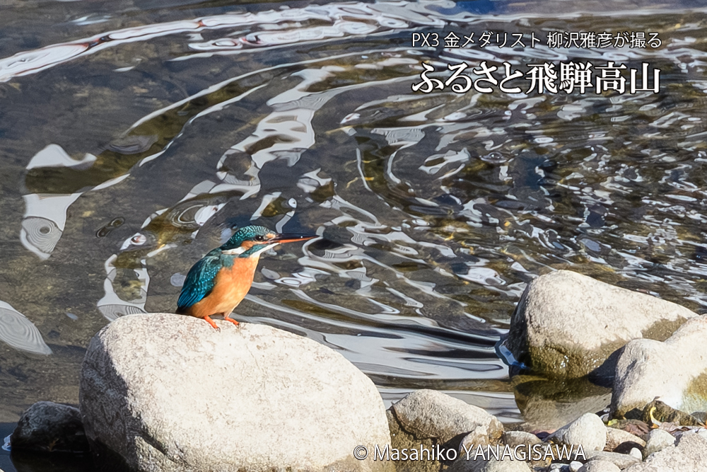 飛騨高山に棲むカワセミの写真です。