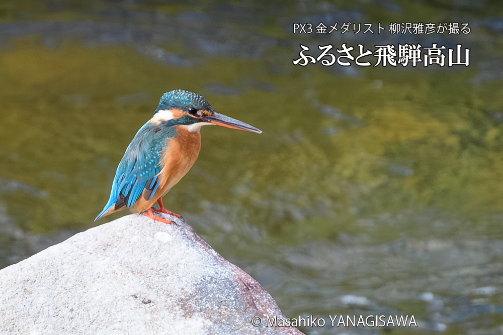 飛騨高山に棲むカワセミの写真です。