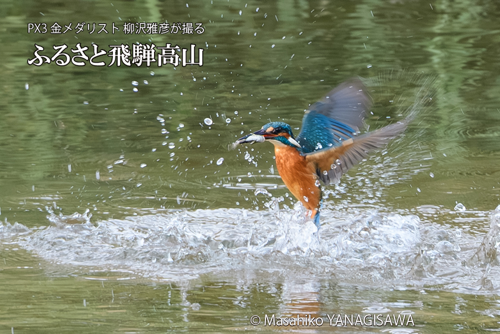 飛騨高山に棲むカワセミの写真です。