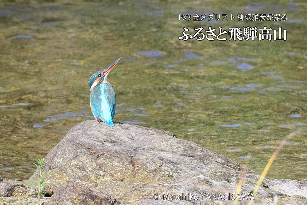 飛騨高山に棲むカワセミの写真です。
