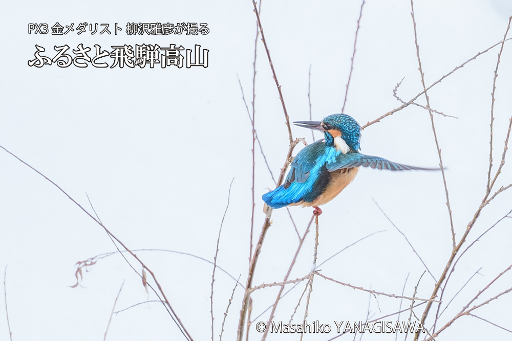 飛騨高山に棲むカワセミの写真です。