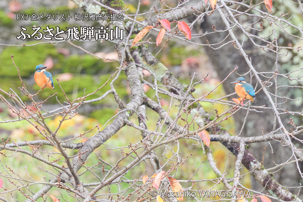 飛騨高山に棲むカワセミの写真です。