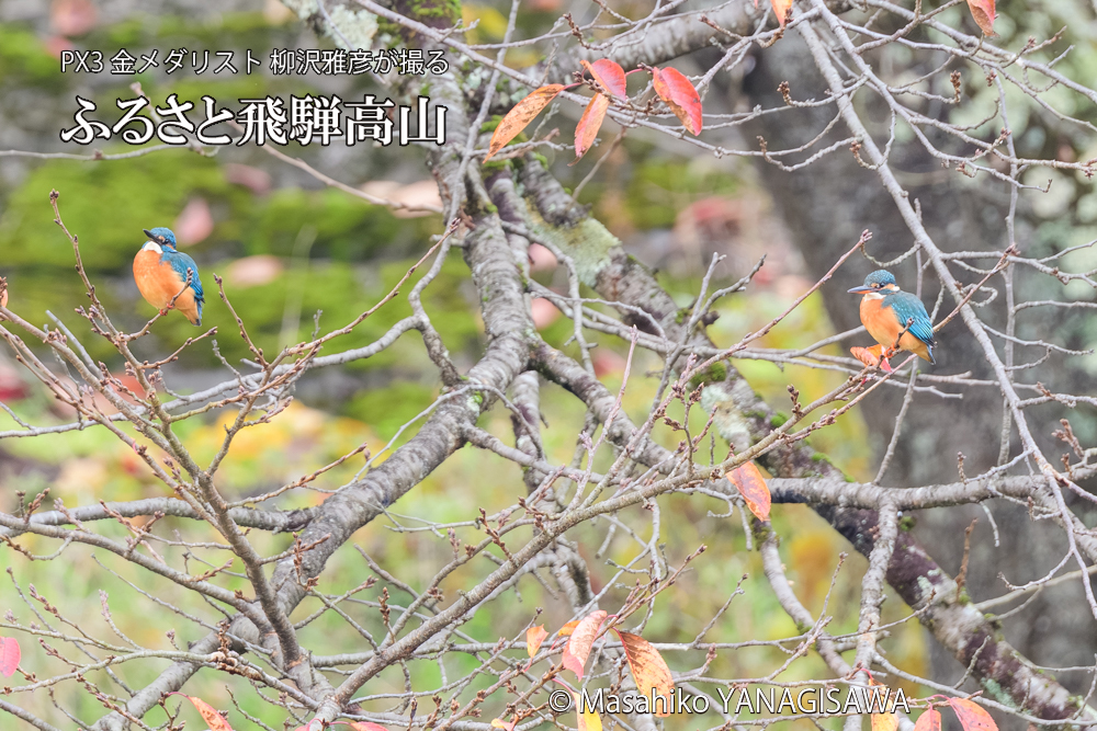 飛騨高山に棲むカワセミの写真です。