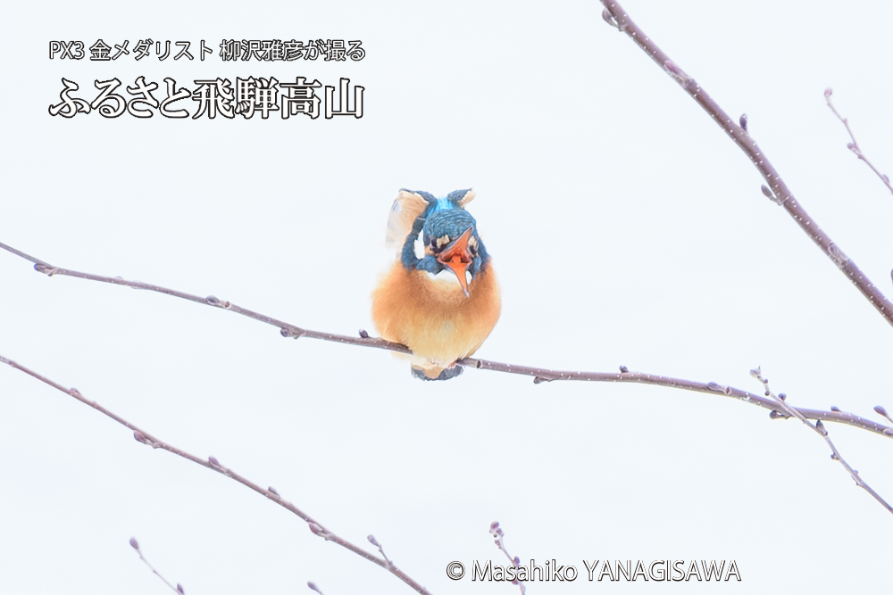 飛騨高山に棲むカワセミの写真です。