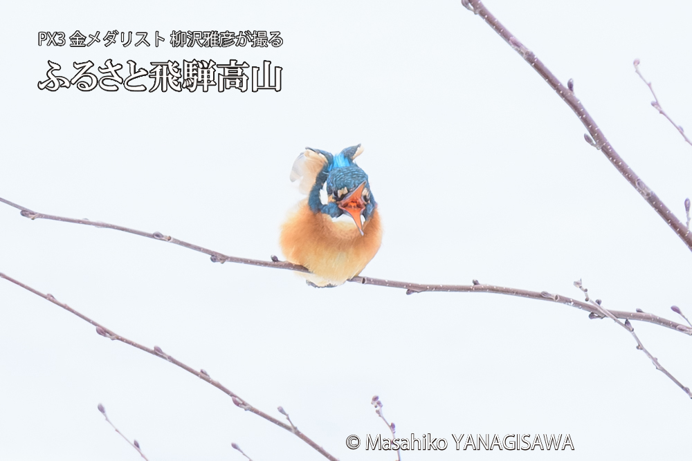 飛騨高山に棲むカワセミの写真です。