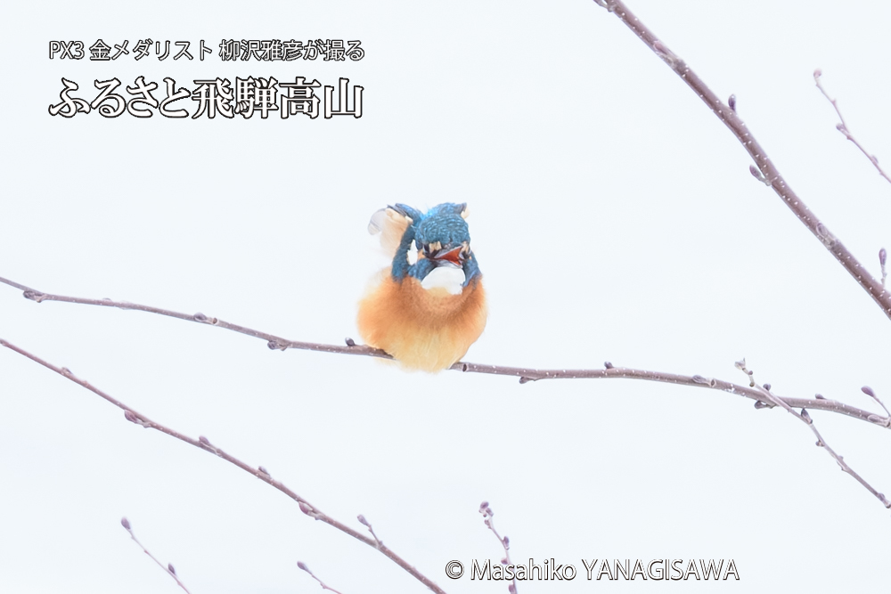 飛騨高山に棲むカワセミの写真です。