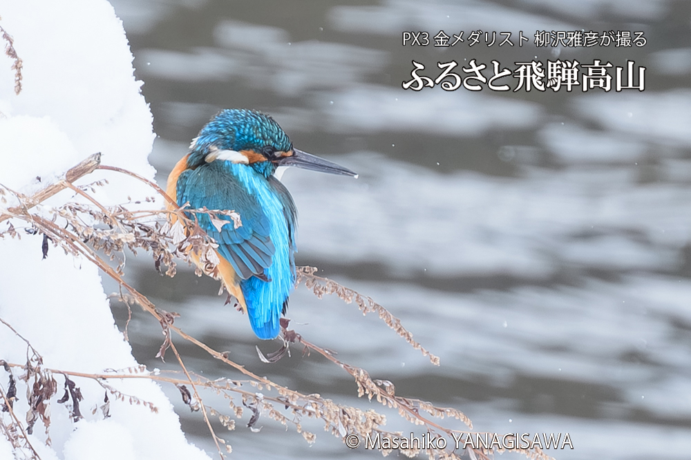 飛騨高山に棲むカワセミの写真です。