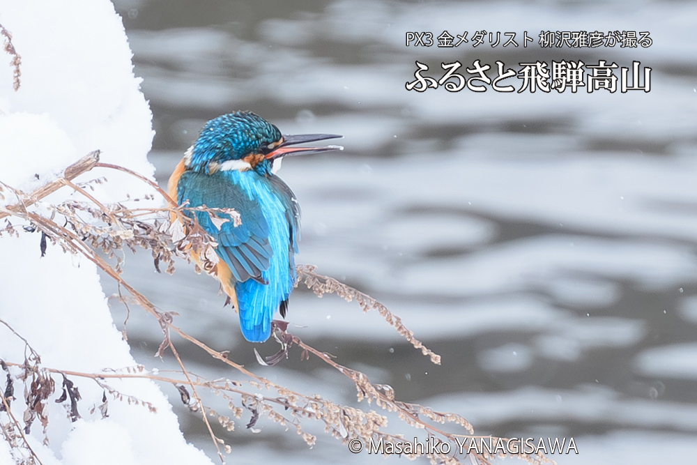 飛騨高山に棲むカワセミの写真です。