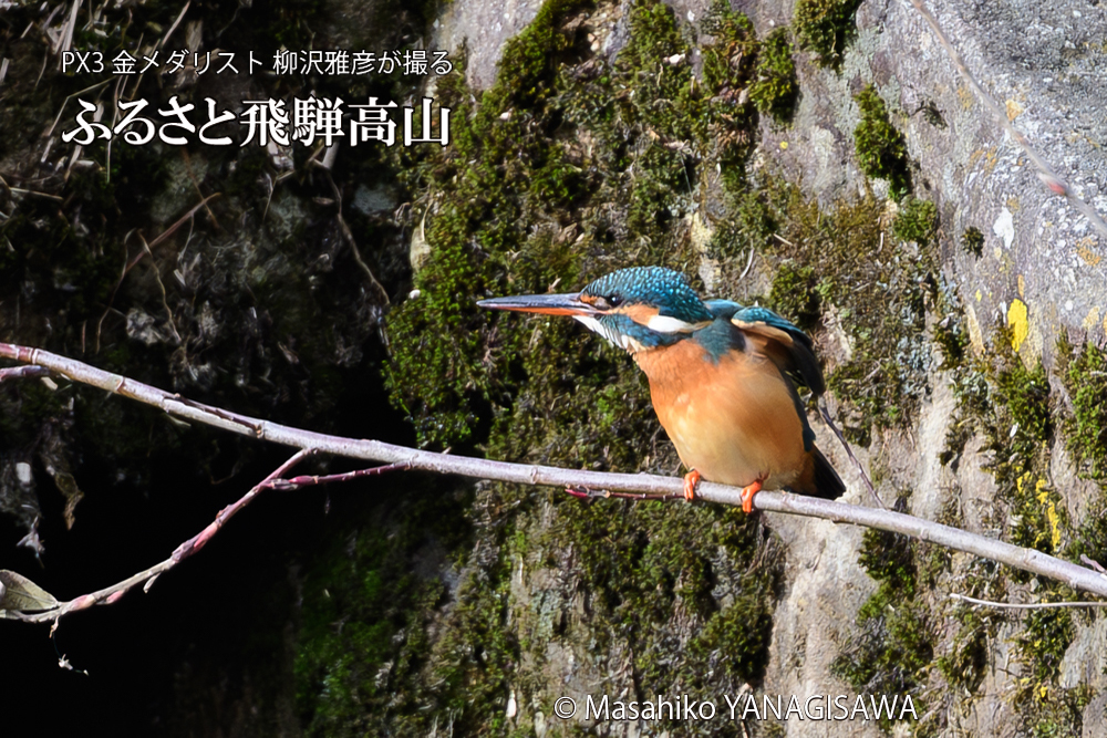 飛騨高山に棲むカワセミの写真です。