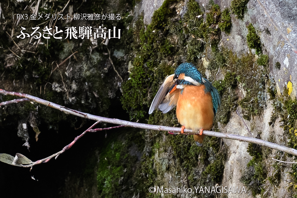 飛騨高山に棲むカワセミの写真です。
