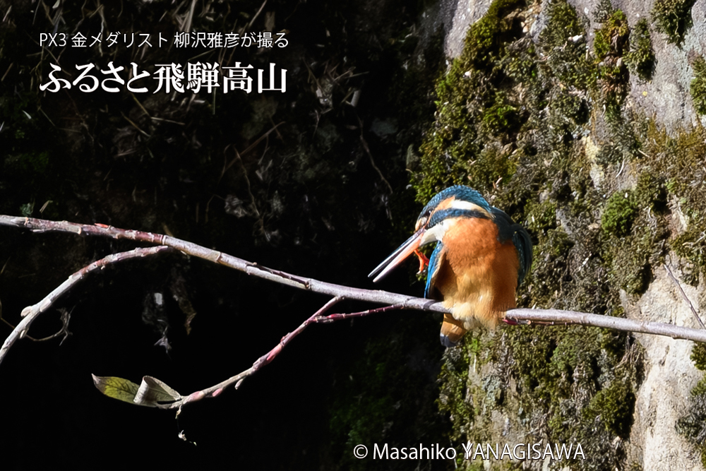 飛騨高山に棲むカワセミの写真です。
