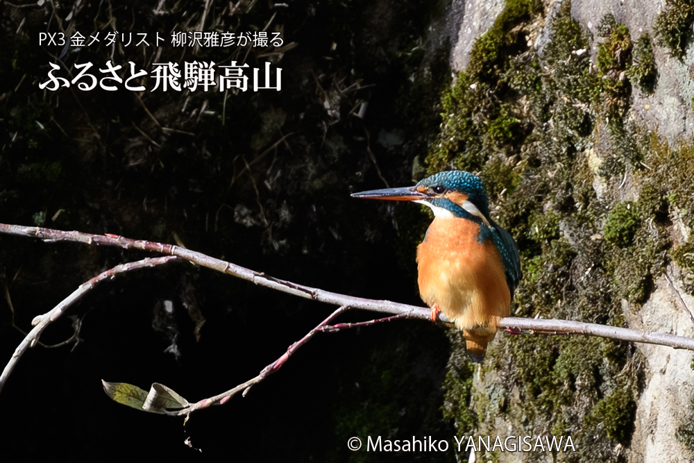 飛騨高山に棲むカワセミの写真です。