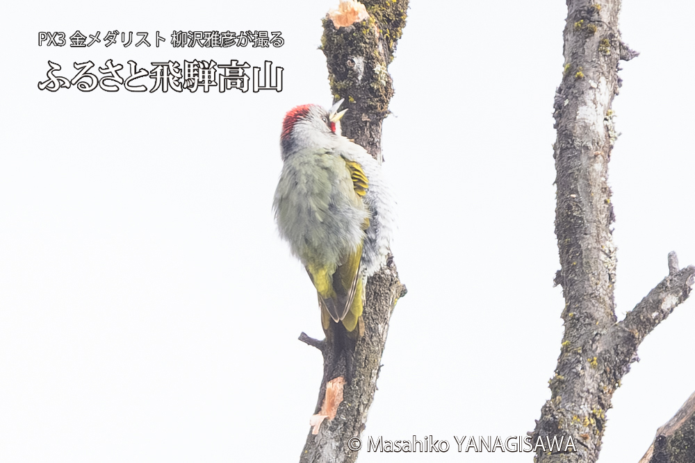 飛騨高山に棲むアオゲラの写真です。