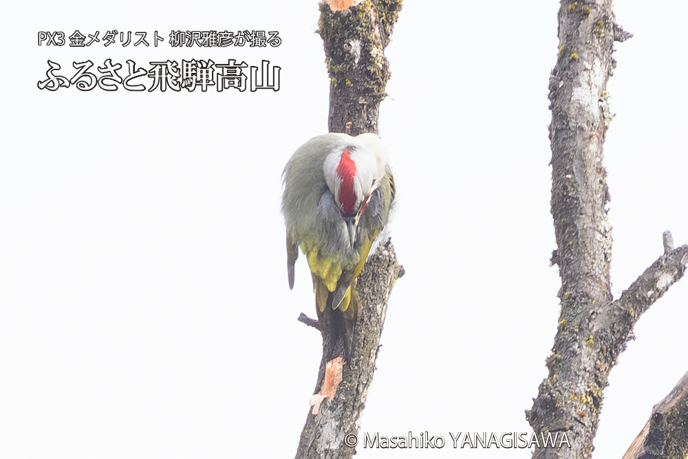飛騨高山に棲むアオゲラの写真です。