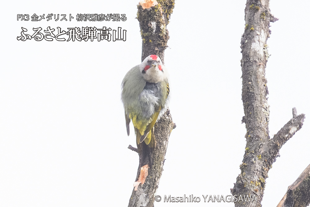 飛騨高山に棲むアオゲラの写真です。