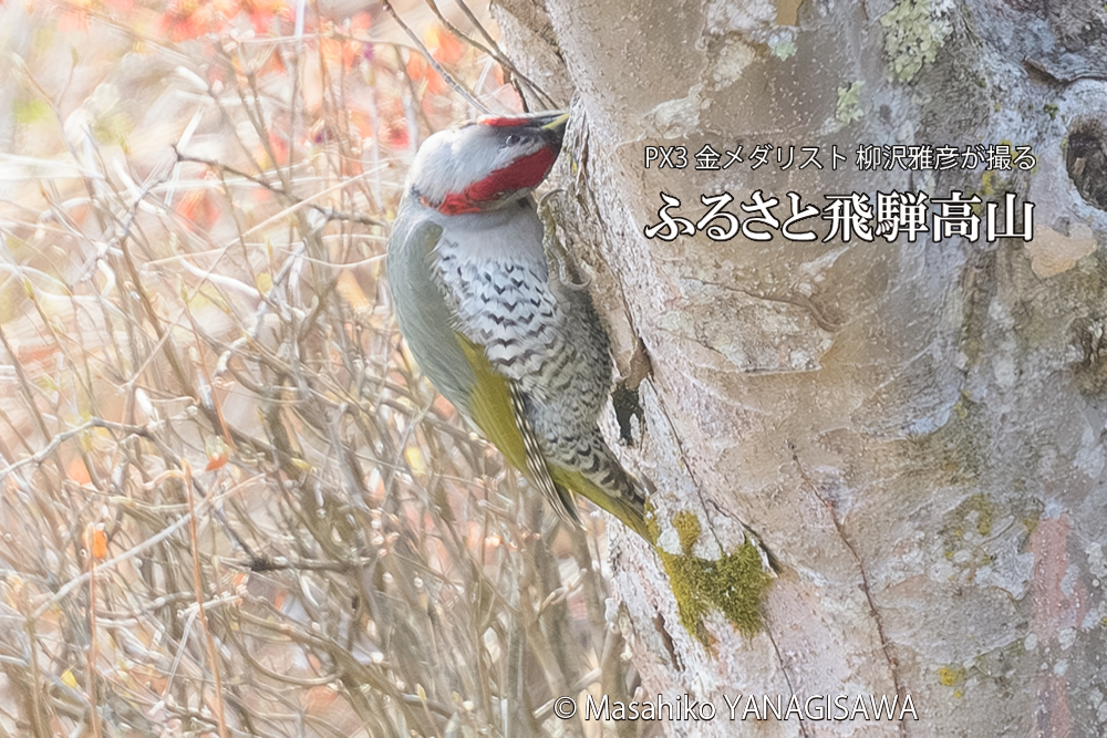飛騨高山に棲むアオゲラの写真です。