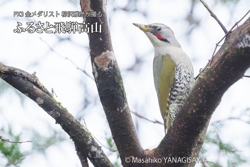飛騨高山に棲むアオゲラの写真です。