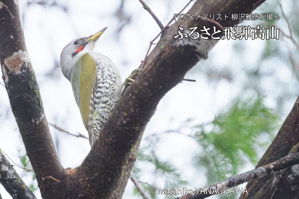飛騨高山に棲むアオゲラの写真です。