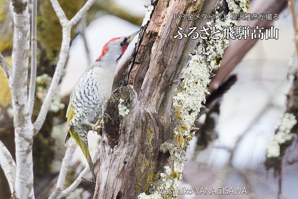 飛騨高山に棲むアオゲラの写真です。
