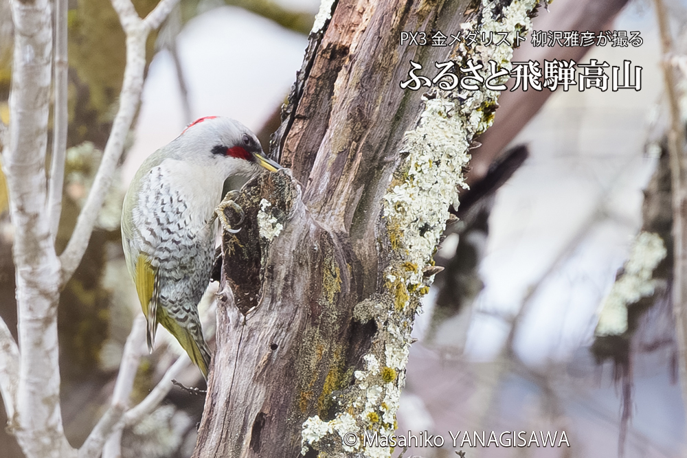 飛騨高山に棲むアオゲラの写真です。