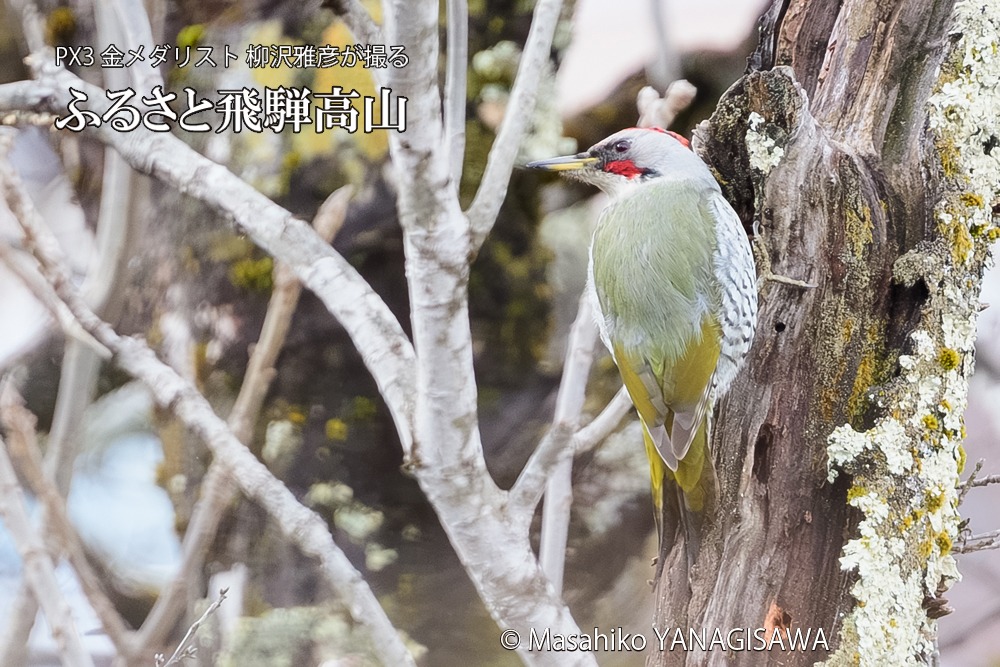 飛騨高山に棲むアオゲラの写真です。