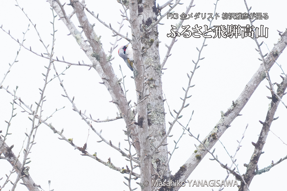 飛騨高山に棲むアオゲラの写真です。