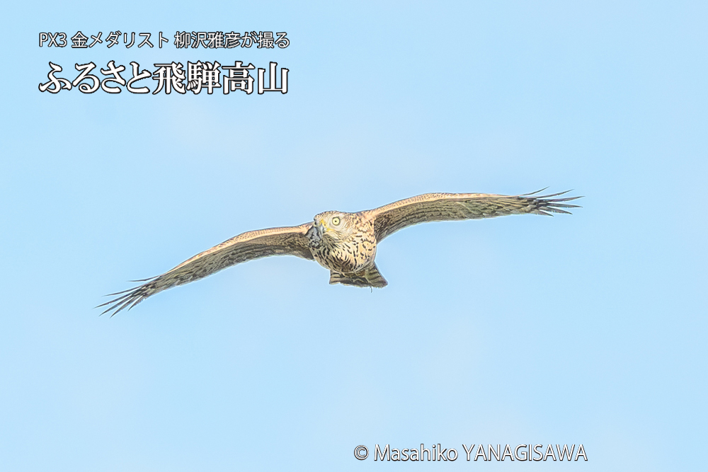 飛騨高山に棲むオオタカの写真です。