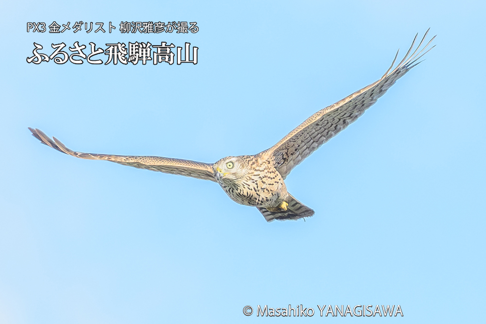 飛騨高山に棲むオオタカの写真です。