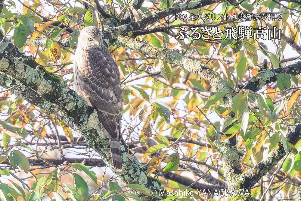飛騨高山に棲むオオタカの写真です。