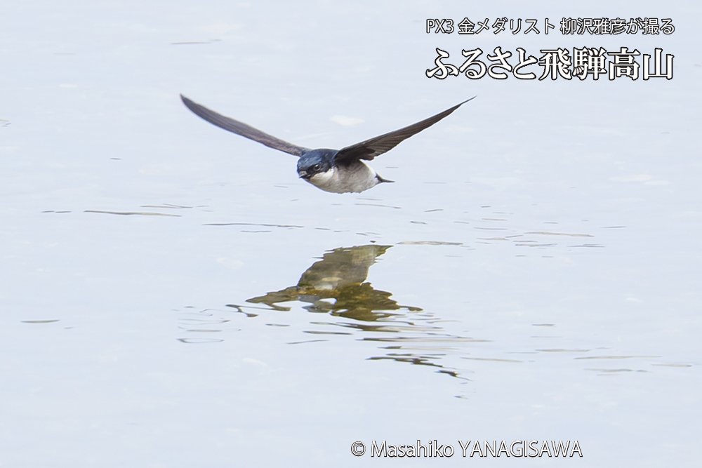 飛騨高山に棲むイワツバメの写真です。