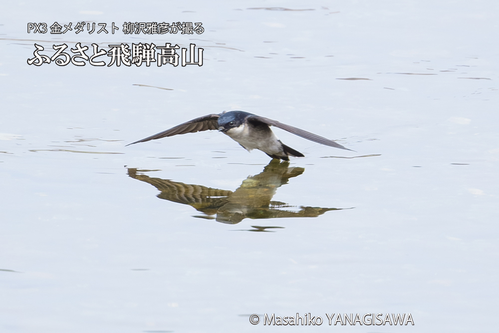 飛騨高山に棲むイワツバメの写真です。