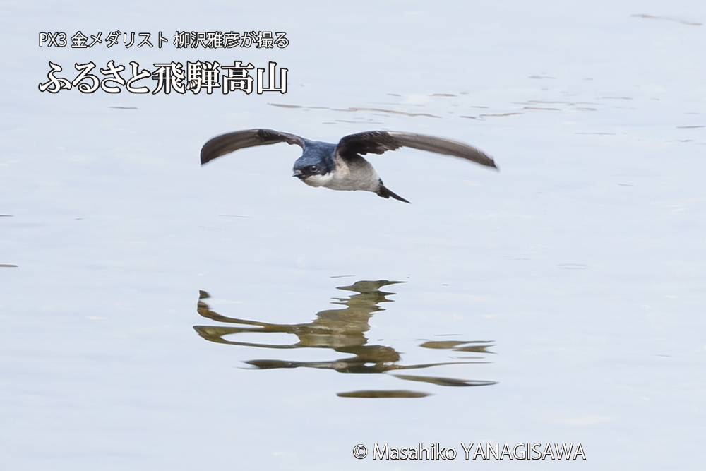 飛騨高山に棲むイワツバメの写真です。
