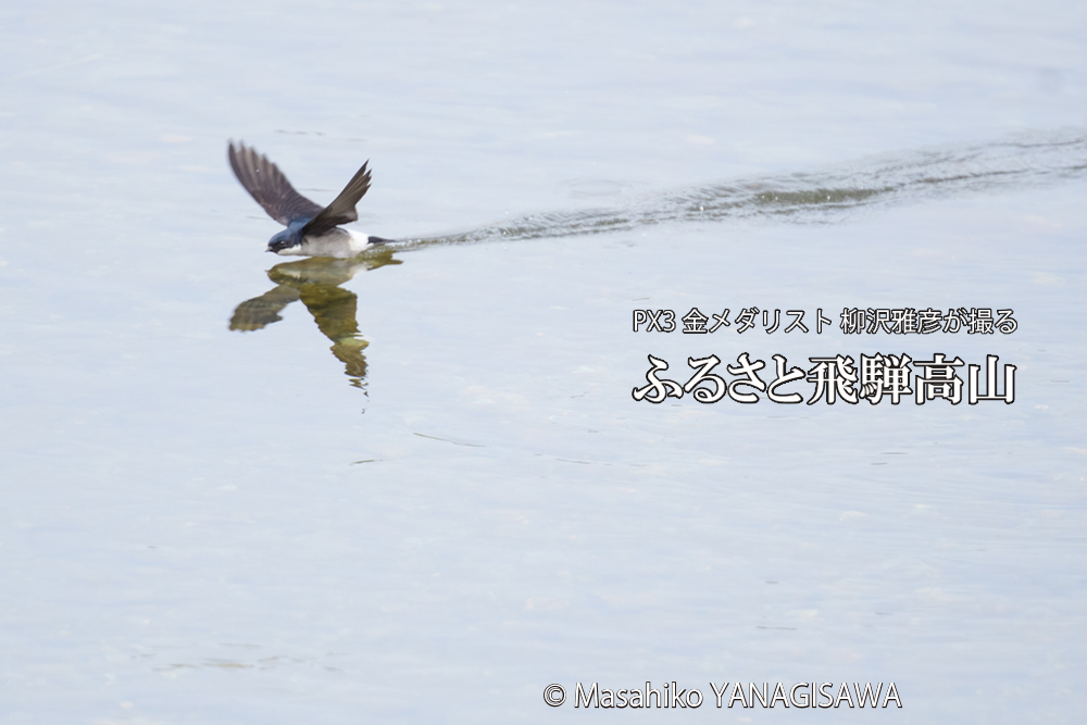飛騨高山に棲むイワツバメの写真です。