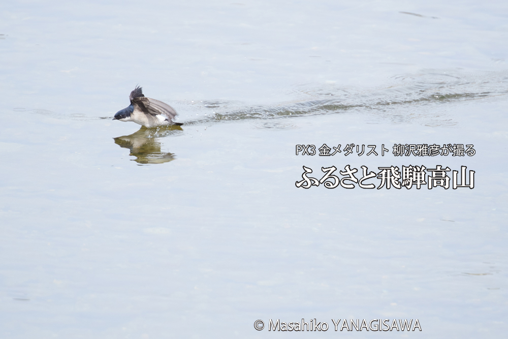 飛騨高山に棲むイワツバメの写真です。